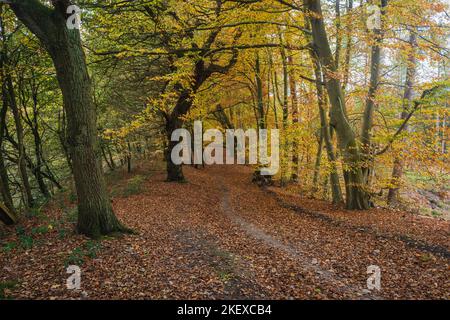 Delamere Forest ist ein großer Wald im Dorf Delamere in der englischen Stadt Ceshire. Der Wald, der von Forestry England verwaltet wird, umfasst ein Gebiet von Stockfoto