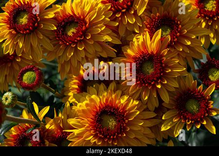 Mehrere gelbe und rote Blüten Stockfoto