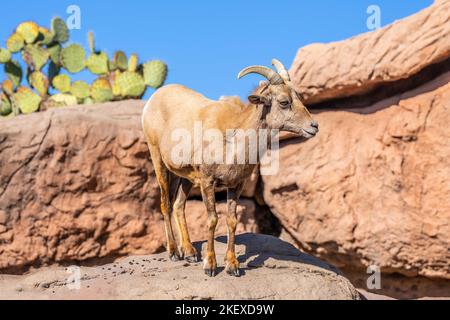 Ein Dickhornschafe auf dem Feld von Tucson, Arizona Stockfoto