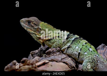 Schwarzer Spiny schwänzt Leguan auf einem Baum Stockfoto