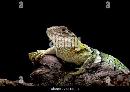 Schwarzer Spiny schwänzt Leguan auf einem Baum Stockfoto