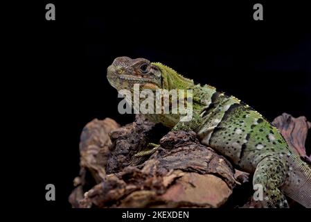 Schwarzer Spiny schwänzt Leguan auf einem Baum Stockfoto