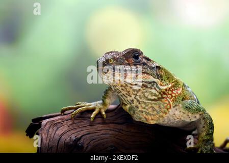 Schwarzer Spiny schwänzt Leguan auf einem Baum Stockfoto