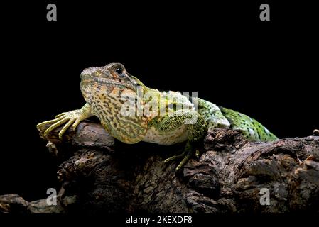 Schwarzer Spiny schwänzt Leguan auf einem Baum Stockfoto