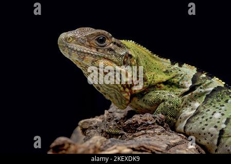 Schwarzer Spiny schwänzt Leguan auf einem Baum Stockfoto