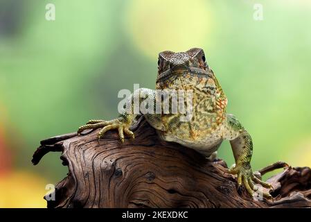 Schwarzer Spiny schwänzt Leguan auf einem Baum Stockfoto