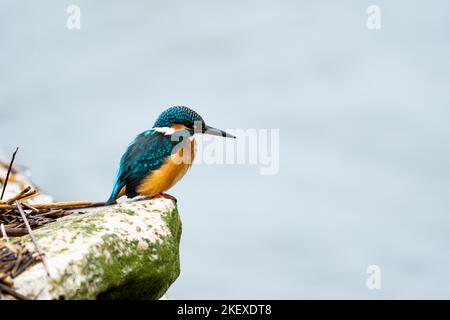 Kingfisher wartet geduldig auf Fisch Stockfoto