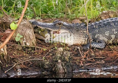 Amerikanischer Alligator (Alligator mississippiensis) beim Verzehr eines invasiven Green Iguana (Iguana Leguan) in den Green Cay Wetlands, Boynton Beach, Florida, USA Stockfoto