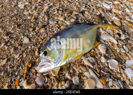 Junge Krevalljacke (Caranx Hippos) tot am Strand - Pompano Beach, Florida, USA Stockfoto