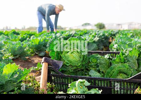 Frisch gepflückte wirsing-Kohl in Box auf dem Feld Stockfoto