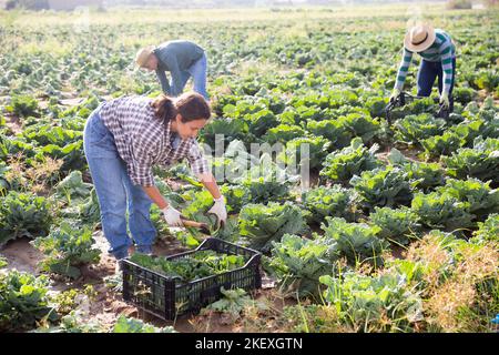 Arbeiterin erntet auf dem Feld wirsing Stockfoto