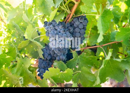 Nahaufnahme eines Strauß roter Trauben in einem Weinberg. Stockfoto