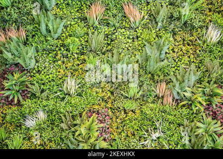 Farn und tropische Pflanzen im Garten an einem sonnigen Tag.Grünes Laub natürliche Blumenfarn und gemischte Pflanzen. Schöne kleine grünliche Vegetation. Stockfoto