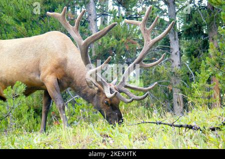 Bullen Elche Nahaufnahme grasen auf Gras in einer Lichtung des Waldes. Stockfoto