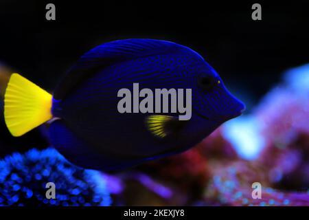 Der violette tang oder der gelbschwanztang - (Zebrasoma xanthurum) Stockfoto