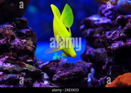 Yellow tang Fish - Zebrasoma flavescens Stockfoto