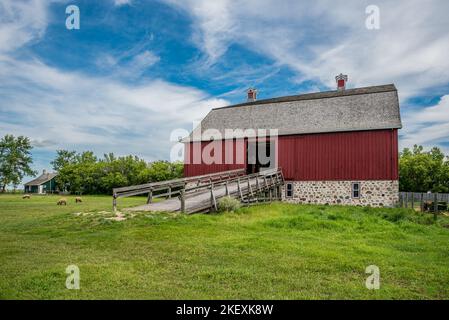 Abernethy, SK- 21. August 2022: Schafe weiden vor W. R. Motherwells historischer Scheune aus dem Jahr 1907 auf seinem Gehöft Lanark Place, jetzt ein National Historic Stockfoto