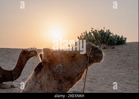 Die Sonne geht am Horizont der Wüste Thar, Rajasthan, Indien, auf. Dromedare, Dromedarkamele, arabische Kamele oder einbuckige Kamele ruhen auf Sanddüne Stockfoto