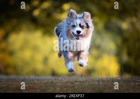 Running Miniature American Shepherd Stockfoto