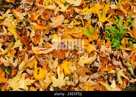 Bunte Herbstblätter liegen auf dem Boden in einer bunten Matte aus gelben, braunen, grünen, roten und orangen Tönen Stockfoto