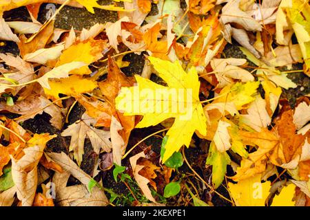 Bunte Herbstblätter liegen auf dem Boden in einer bunten Matte aus gelben, braunen, grünen, roten und orangen Tönen Stockfoto