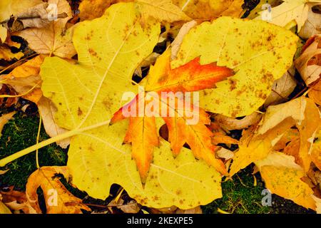 Bunte Herbstblätter liegen auf dem Boden in einer bunten Matte aus gelben, braunen, grünen, roten und orangen Tönen Stockfoto