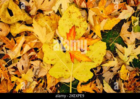 Bunte Herbstblätter liegen auf dem Boden in einer bunten Matte aus gelben, braunen, grünen, roten und orangen Tönen Stockfoto