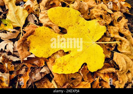 Bunte Herbstblätter liegen auf dem Boden in einer bunten Matte aus gelben, braunen, grünen, roten und orangen Tönen Stockfoto