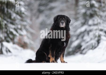 Do Khyi sitzen Stockfoto