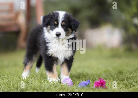 Australian Shepherd Welpen Stockfoto