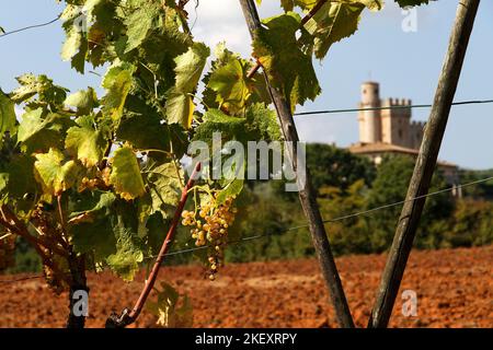 Weinrebe und Castello della Chiocciola (14.. Jahrhundert) Gebäude in der Nähe von Siena, Toskana, Italien Stockfoto