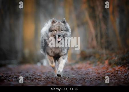 Laufen eurasischen Hund Stockfoto