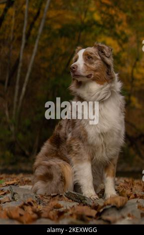 Majestätisches Foto von Australian Shepherd Stockfoto