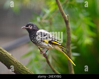 Beeindruckender, eleganter Regent Honeyeater in atemberaubender Schönheit. Stockfoto