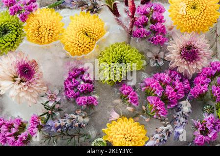 Blumen im Eis eingefroren einzigartige Blumenkunst Konzeption Stockfoto