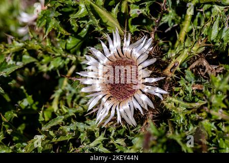 Carlina acaulis blüht auf der Wiese Stockfoto