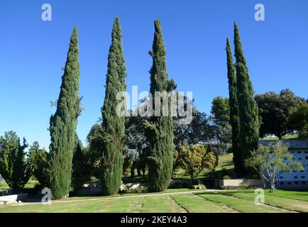 Los Angeles, California, USA 10.. November 2022 die Schauspielerin Laurie Mitchell, alias Laurie Roberts Grave, in der Moses-Sektion im Mount Sinai Memorial Park am 10. November 2022 in Los Angeles, Kalifornien, USA. Foto von Barry King/Alamy Stockfoto Stockfoto