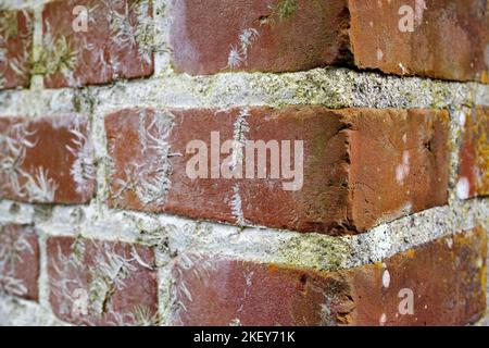 Die Dinge im Gebäude zu halten und die Dinge draußen zu halten. Eine Backsteinmauer. Stockfoto