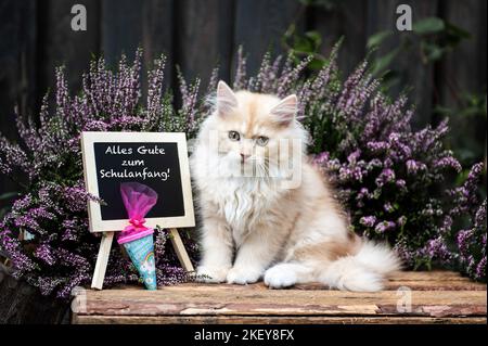 Sitzung Deutsch Langhaar Kätzchen Stockfoto