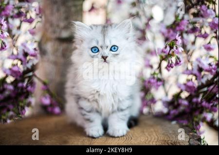 Sitzung Deutsch Langhaar Kätzchen Stockfoto
