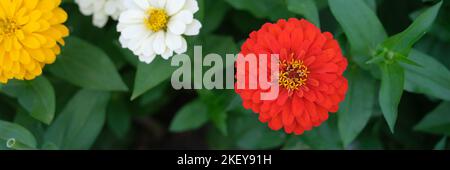 Viele bunte Gerbera Blumen wachsen im Garten Stockfoto