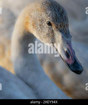 Ein junger Whooper Swan Cygnus cygnus in einem schönen, niedrigen Nachmittagslicht auf einem Abschnitt des Fenland Water, East Anglia, großbritannien Stockfoto