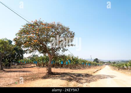 Afrikanischer Korallenbaum (Erythrina caffra) in einer landwirtschaftlichen Landschaft in einer ländlichen Gegend von Mpumalanga, Südafrika Stockfoto