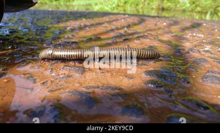 Tausendfüßler wandern auf der Natur von Wet Stone Insect Stockfoto