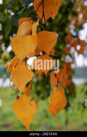 Gelbe Herbstbirkenblätter auf verschwommenem Hintergrund in Polen Stockfoto