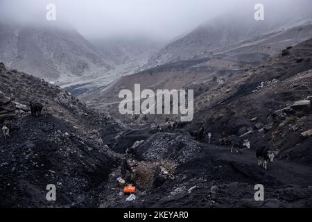 Chinarak, Afghanistan. 12.. November 2022. Bergleute führen mit Kohle beladene Esel aus informellen Kohlebergwerken in Chinarak in der afghanischen Provinz Baghlan zu einem Sammelpunkt am Fuße des Berges. Von Männern im Alter von 60s Jahren bis hin zu Jungen im Alter von zehn Jahren arbeiten jeden Tag Hunderte von Bergleuten in den Minen von Chinarak, die mehrere hundert Meter im Berg trugen, für nur ein paar Euro Tageslohn. Die Arbeit ist nicht nur ein Rückfall, sondern auch potenziell tödlich, da kollabierende Minenschächte ein regelmäßiges Auftreten sind. Quelle: Oliver Weiken/dpa/Alamy Live News Stockfoto