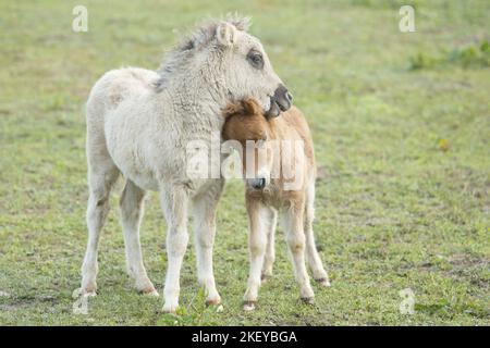 Mini Shetland Pony Fohlen Stockfoto