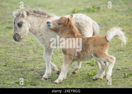 Mini Shetland Pony Fohlen Stockfoto