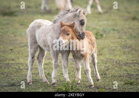 Mini Shetland Pony Fohlen Stockfoto