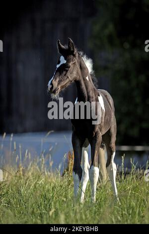Barock-Pinto-Trotter Fohlen Stockfoto